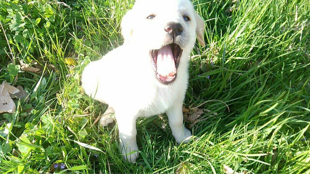 Лабрадори від пари чемпіонів