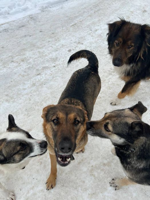 Собачка Єва шукає родину