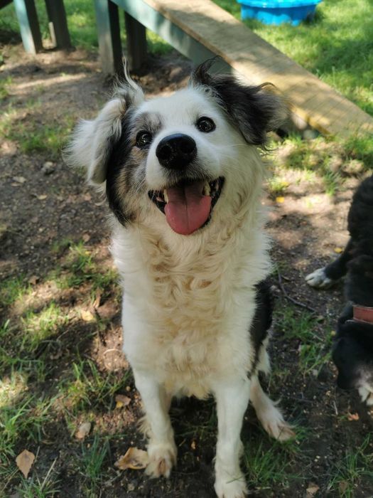 Brutus piękny piesio w schronisku