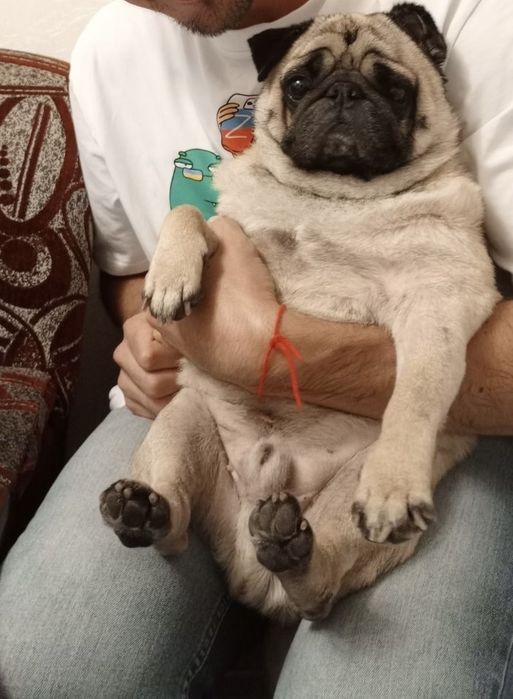 Віддаємо тільки в добрі руки мопса