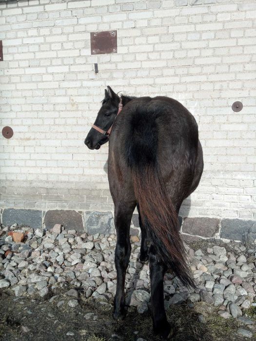 Sprzedam klacz huculska