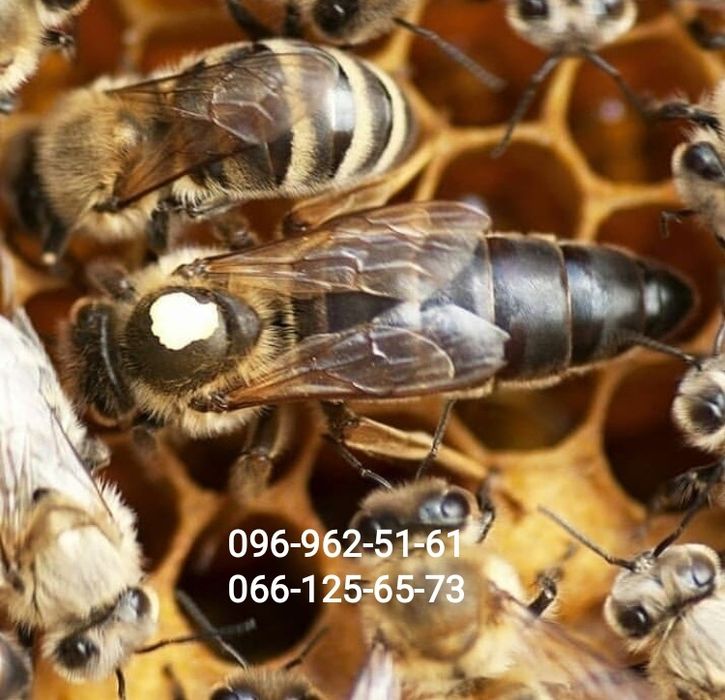 Матки плідні КАРНІКА матки плодные