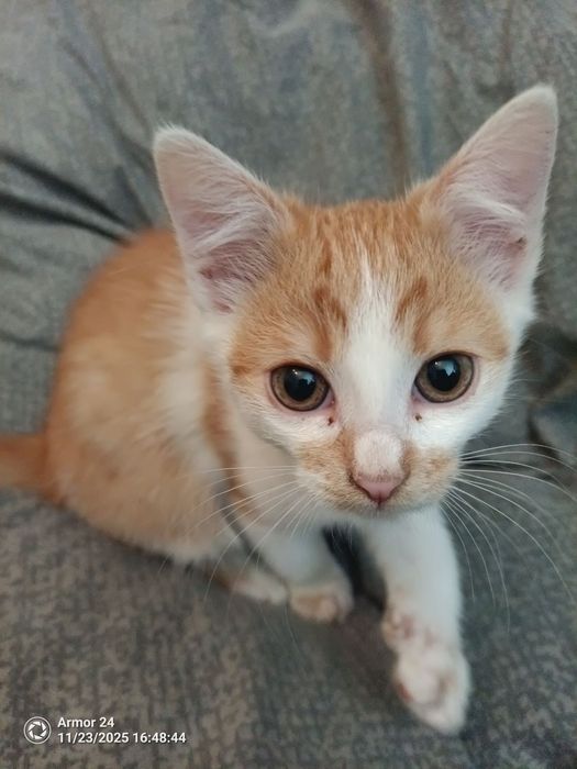 Віддаю котиків в добрі руки, усі хлопчики безкоштовно