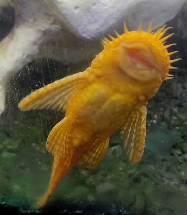 Ancistro amarelo.