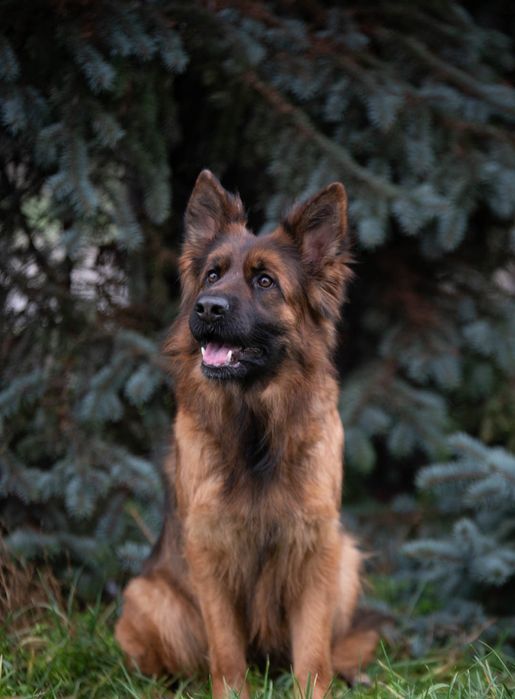 Щенки длинношерстной нем.овчарки.