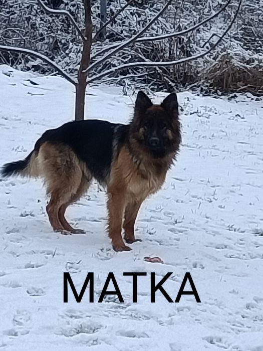 Owczarek niemiecki - suczka