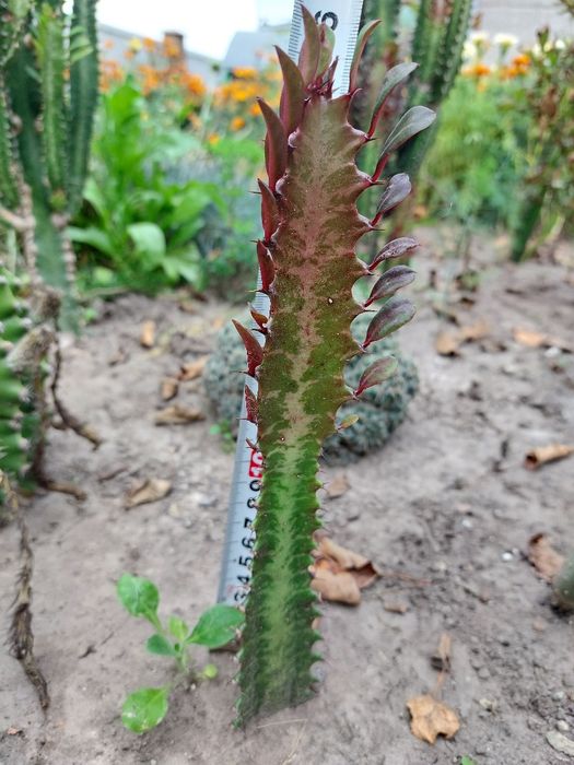 Кактуси Еуфорбія трігона рубра