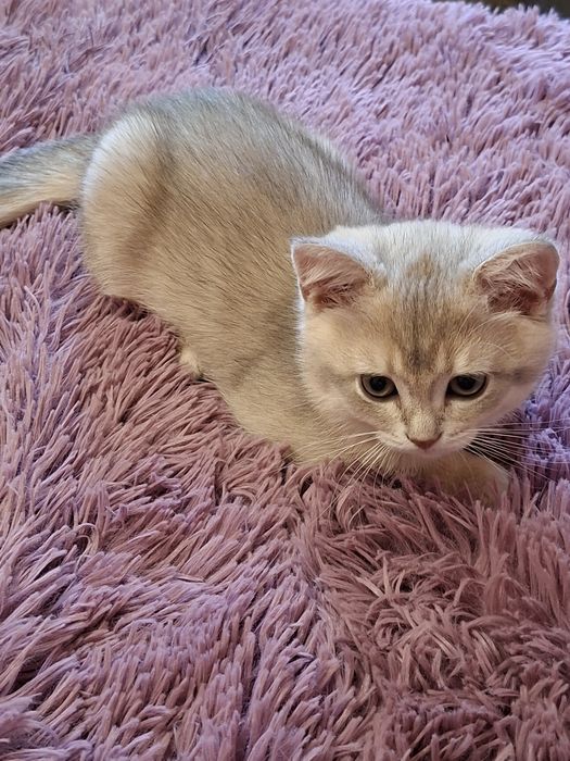 Шотландские котята