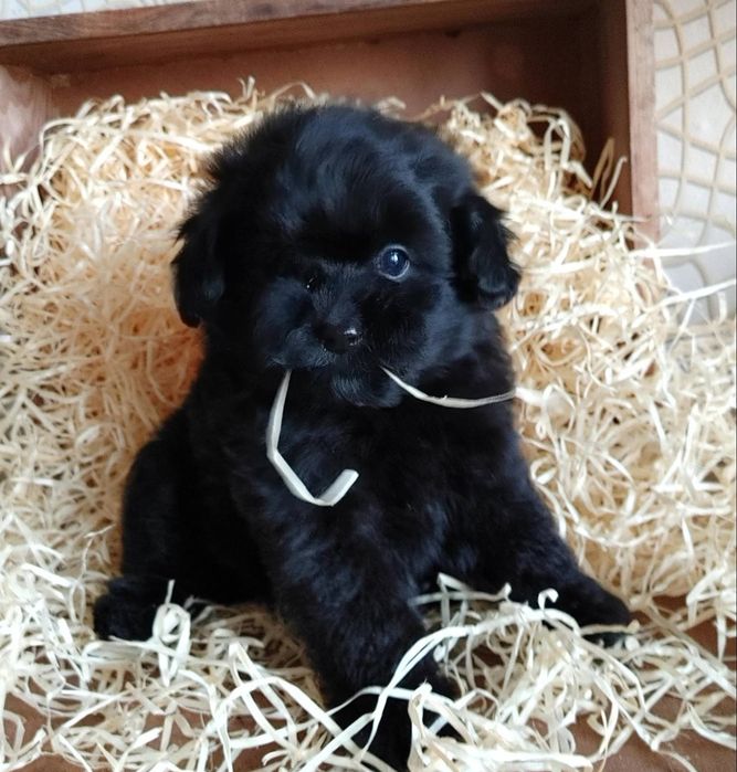 Дизайнерская мальтипушная красотка. Киев