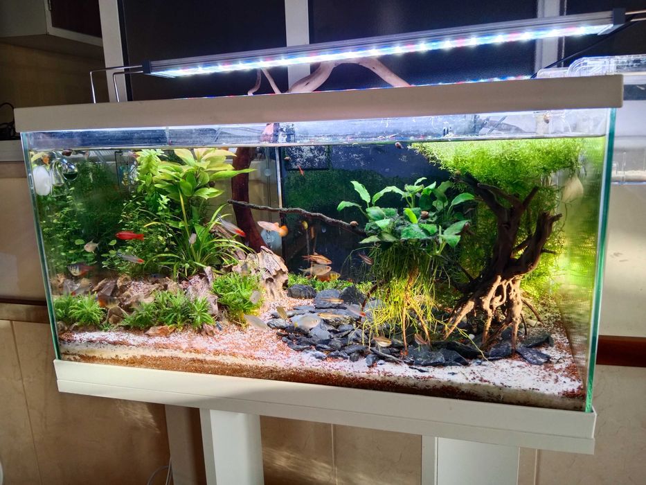 Aquario 60Litros com filtro, aquecedor e lampada
