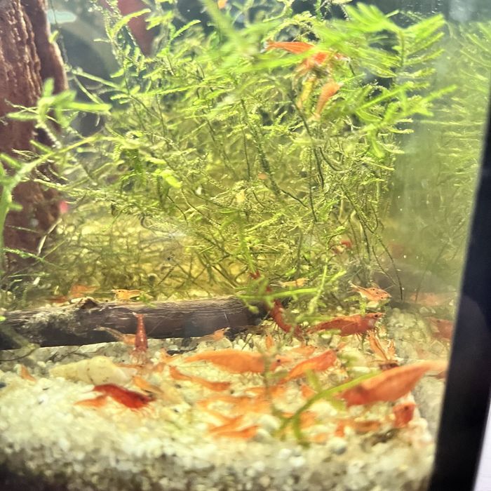 Neocaridinas Juvenis, blue dream e Red Fire, Caridinas