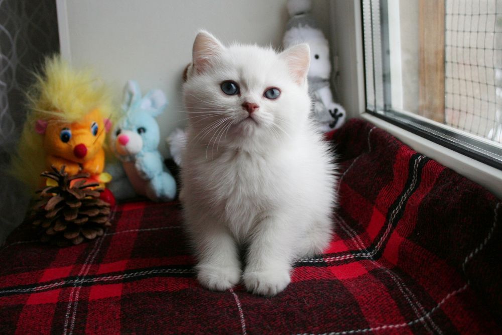 Британские котята шиншиллы купить