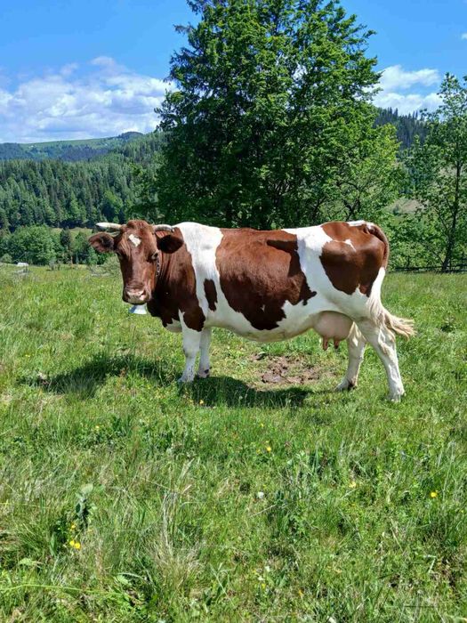 Продається корова