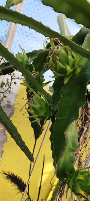 Pitayas amarela, vermelha, rosa, híbrida, branca