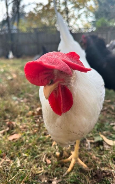 Ovos Leghorn Branca puros