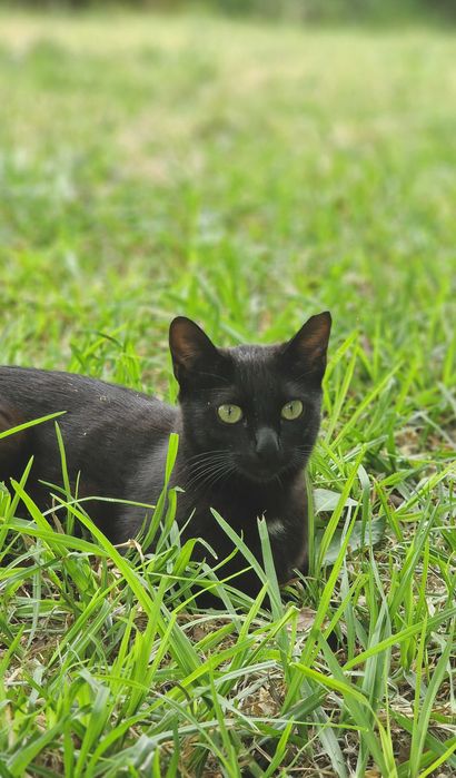 Gatinha para adoção