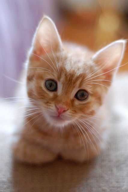 рижі кошенята безкоштовно