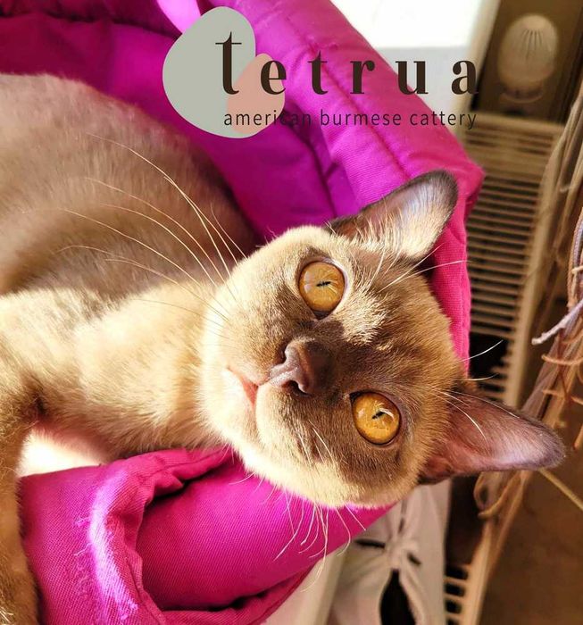 Классный парень американской бурмы Ролекс!