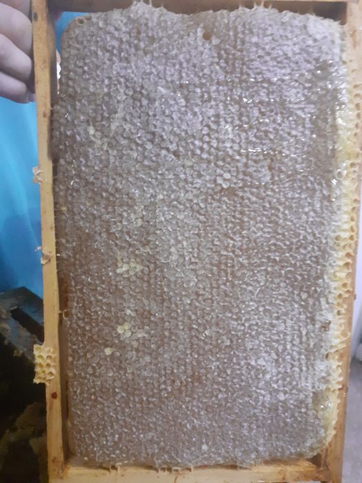 Mel puro . Ofereça e consuma ccc regularidade MEL durante todo o ano,