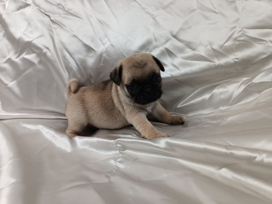 Fêmea Pug carlin