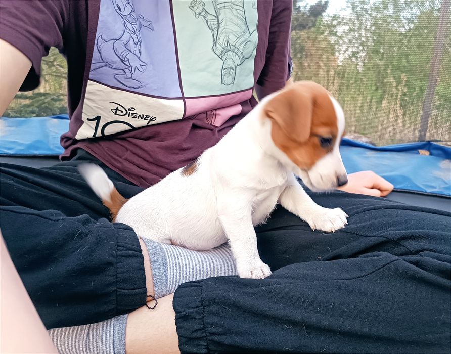 Jack Russell Terrier gładkowłosy ZKwP FCI