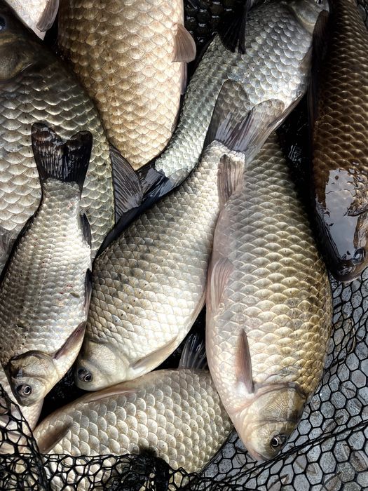 karaś świeżo odłowiony