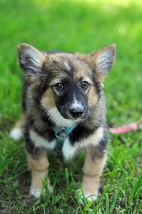 Чудесная небольшая собачка ищет дом