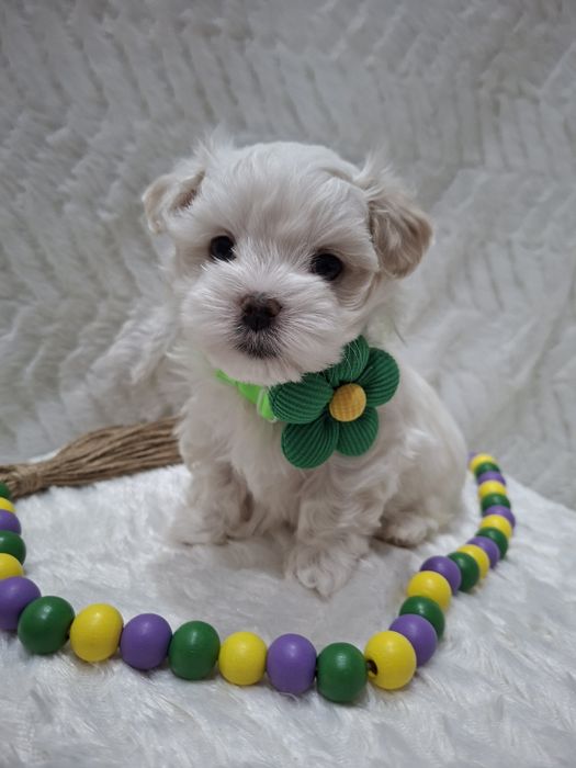 Piesek rasy maltańczyk