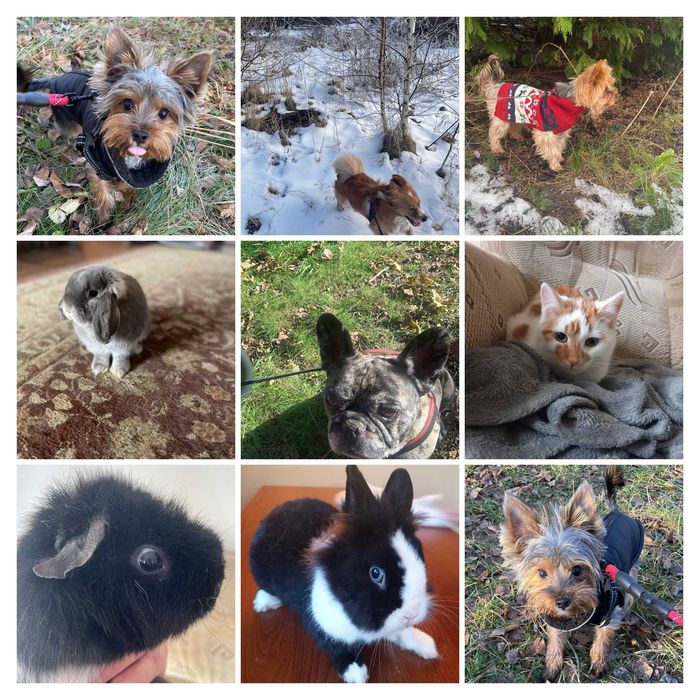 Hotel psów, kotów, królików i innych zwierząt