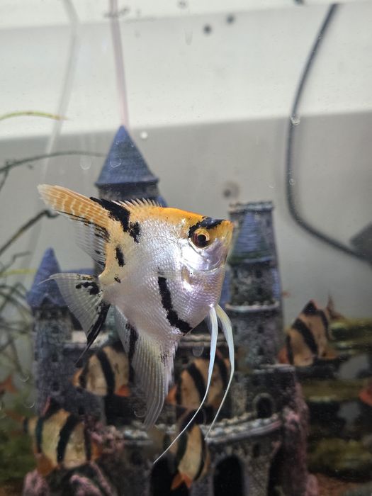 Peixes de Agua quente