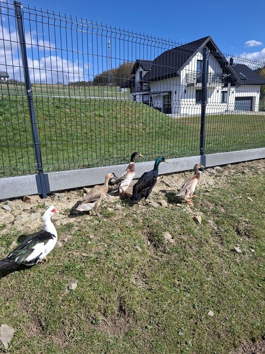 Kaczki biegusy kaczory