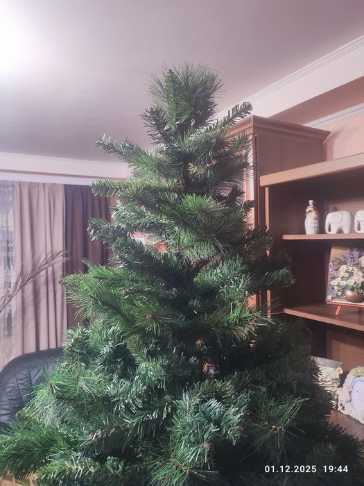 Ялинка 2.1висота перевезена з Німеччини