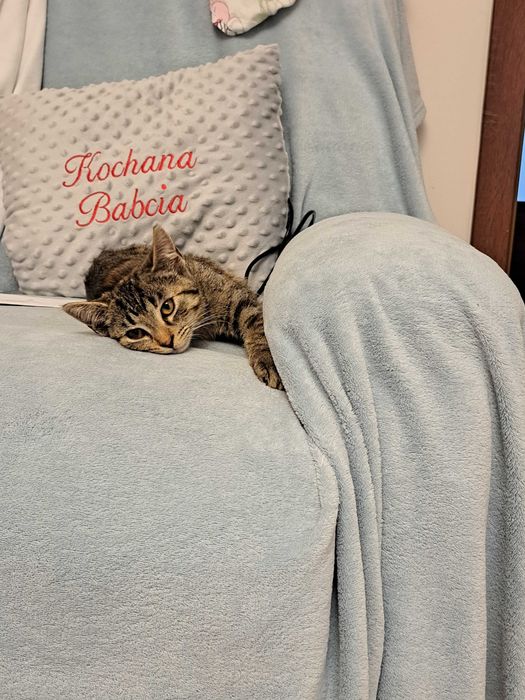 Kotka bura poleca się do adopcji