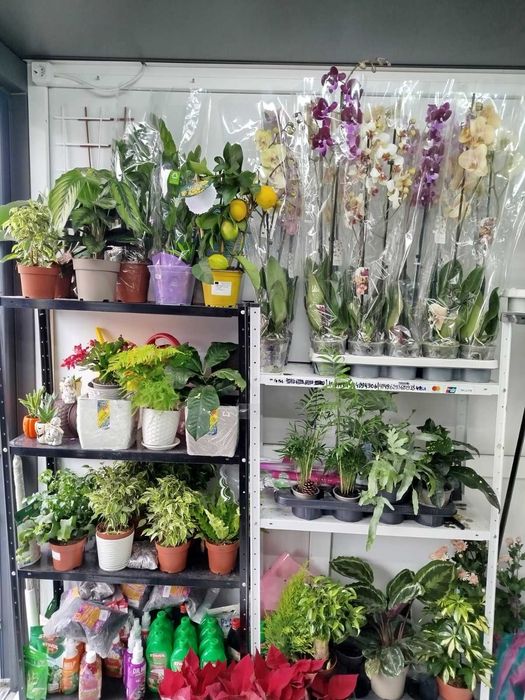 Орхідеї та інші кімнатні квіти