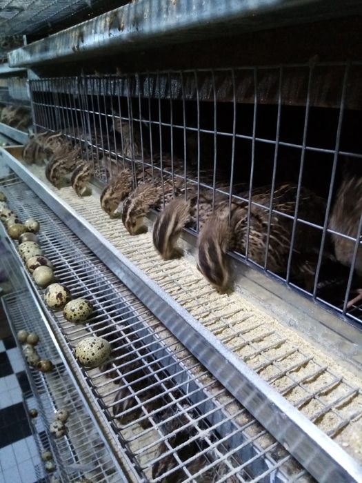 Продам перепелина продук 70грція