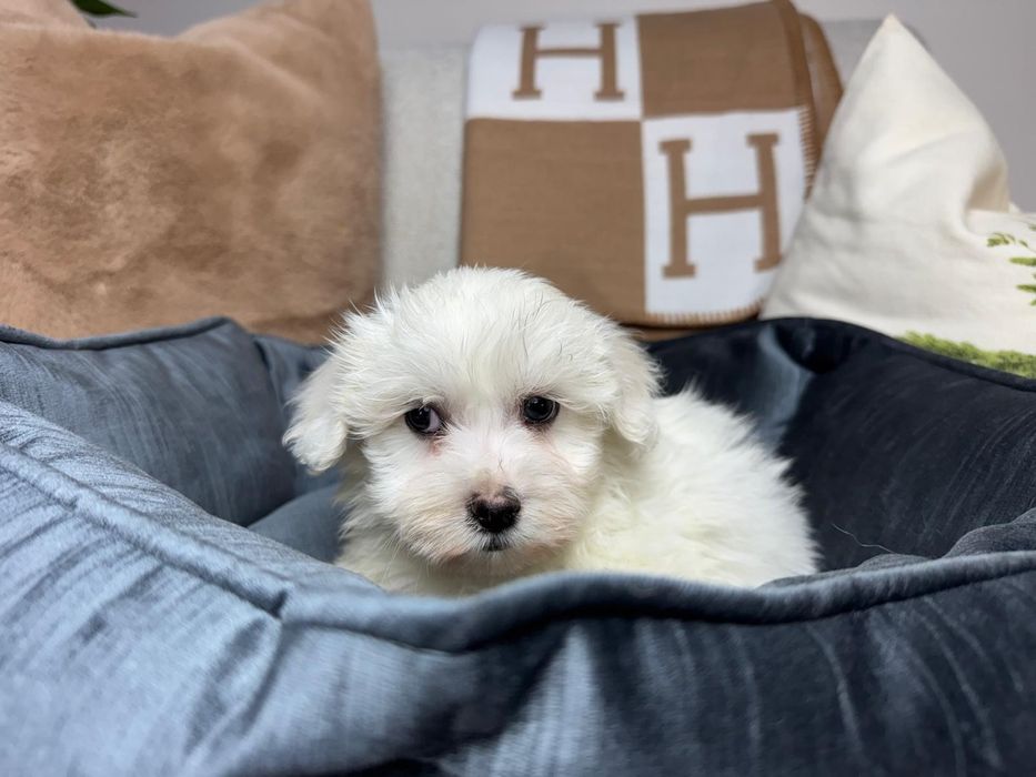 maltanczyk szczeniak