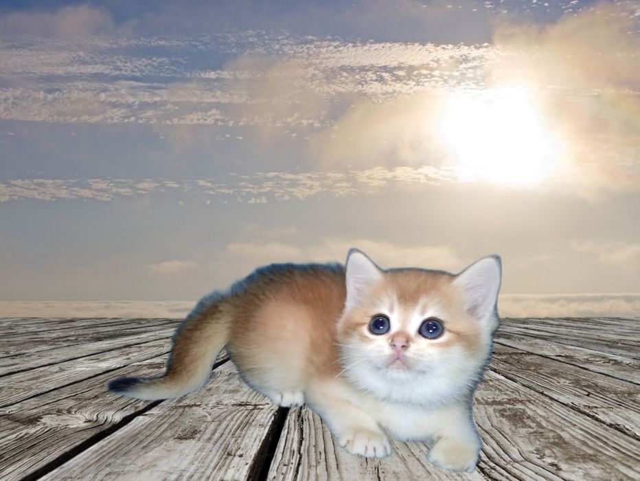 Няшка золота шиншила хлопчик чекає на родину