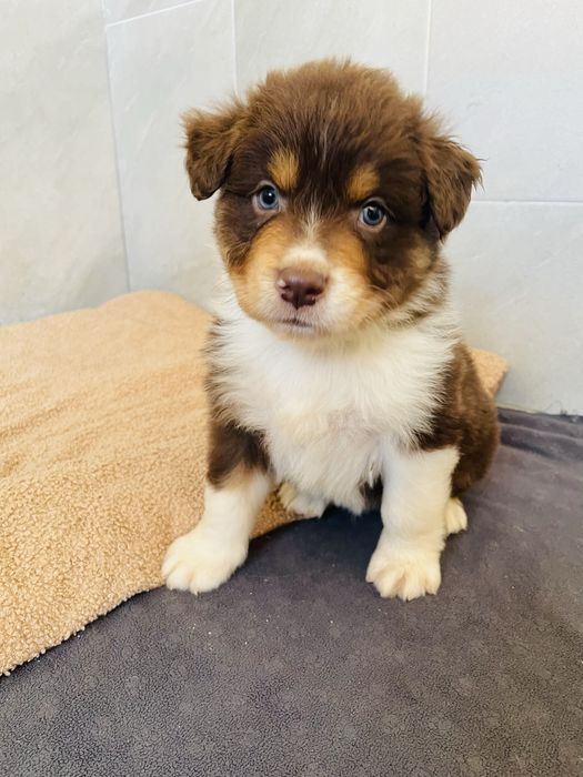 Pastor australiano com LOP