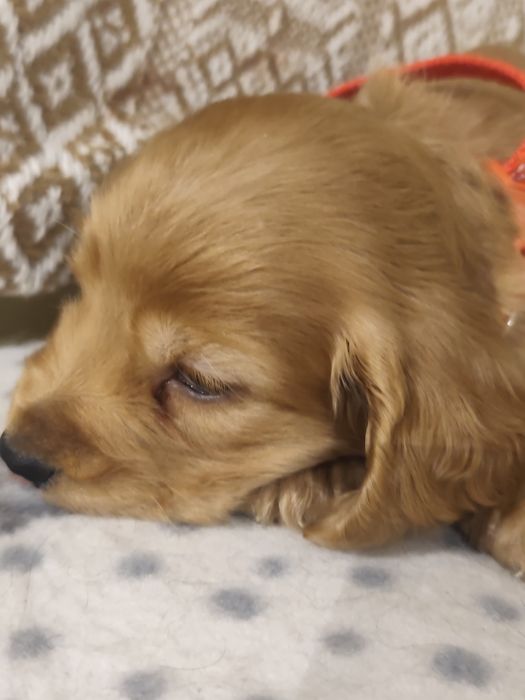 Menino Cocker fofinho