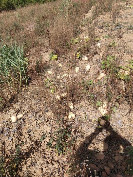 Abóboras  butternut