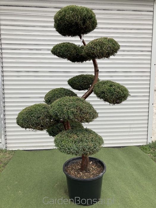 Bonsai z Jałowca "Mint Julep" - Jun. media "Mint Julep" -180 cm