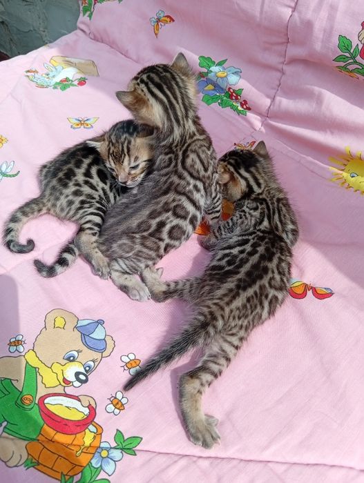 Бенгальские котята шоу класса