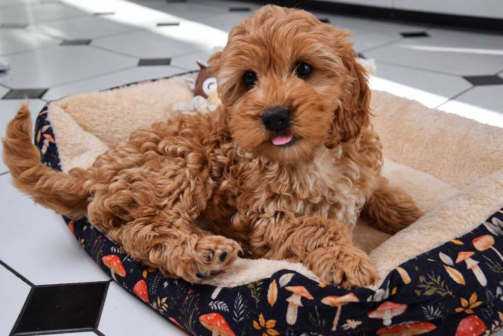 Cockapoo sunia F1 Cocker spaniel & pudel miniatura