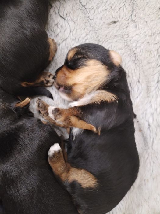 Yorkshire terrier