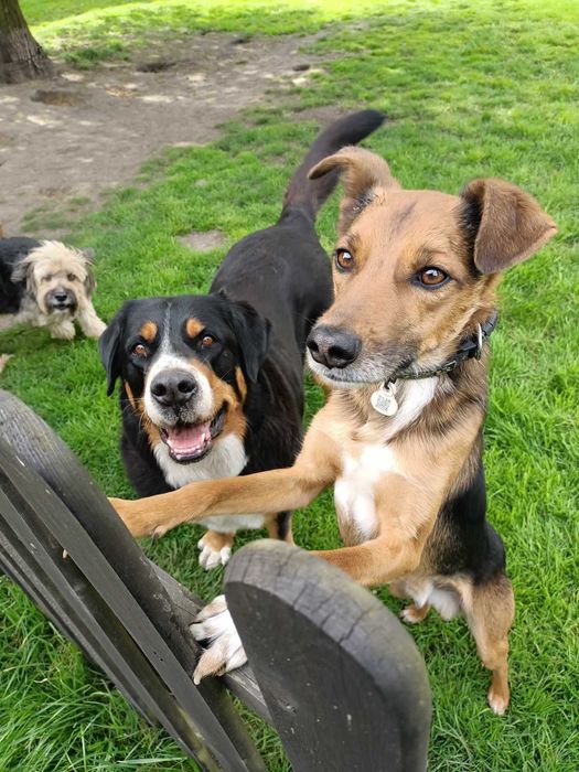 Kochany, cudny, najłagodniejszy piesek prosi o dom