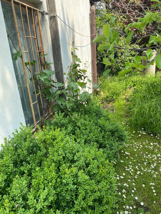 Ogródek działkowy nr 5  Sosnowiec Milowice - Ansicht 6