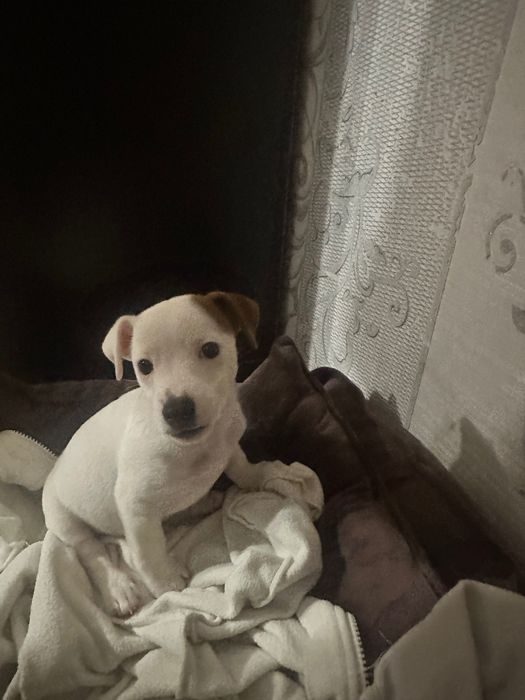 Джек Рассел Терʼєр