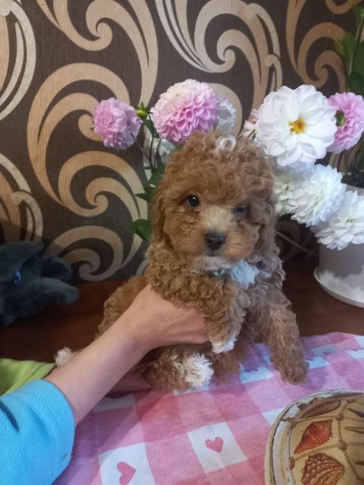 Хлопчик мальтіпу,2,5 міс