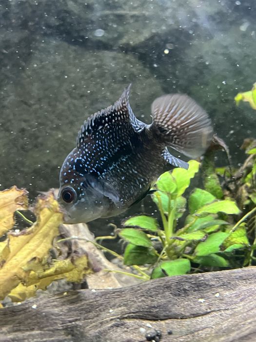 Flowerhorn KAMFA 5/6cm