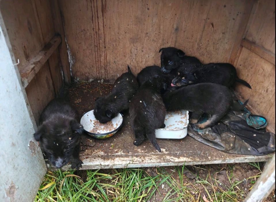 Допоможіть врятувати цуценят